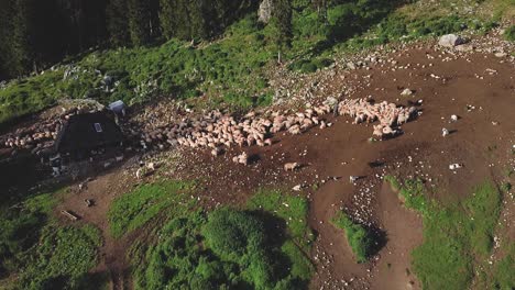 Drone-tilt-up-shot-showing-a-flock-of-sheep-and-a-shepherd-in-a-meadow-next-to-a-forest-in-the-mountains