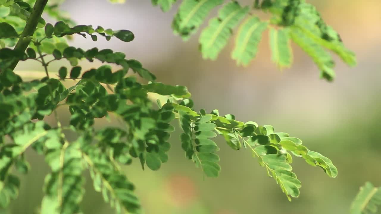 모링가 잎의 근접 사진