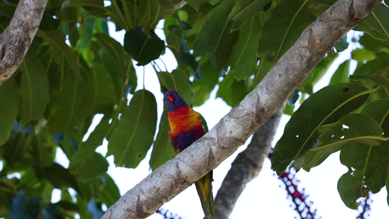 pájaro vibrante moviéndose a lo largo de una rama de árbol
