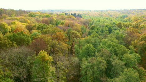 beautiful scenery of an autumn forest on sunny bright day. drone footage over the colorful trees at the backdrop of clear sky.