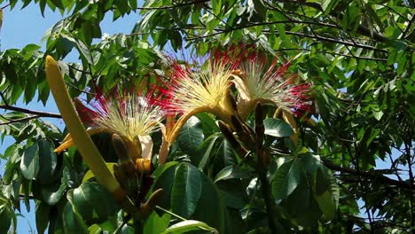 handheld shot of a fully bloomed surinam cherry or pitanga flower, swaying with the wind