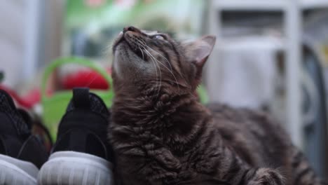 un primer plano de un gato salvaje de color negro y marrón de maine coon con ojos verdes y dientes grandes, gruñendo y cazando una mosca, mascota casera, zapatos negros, video en cámara lenta de 4k