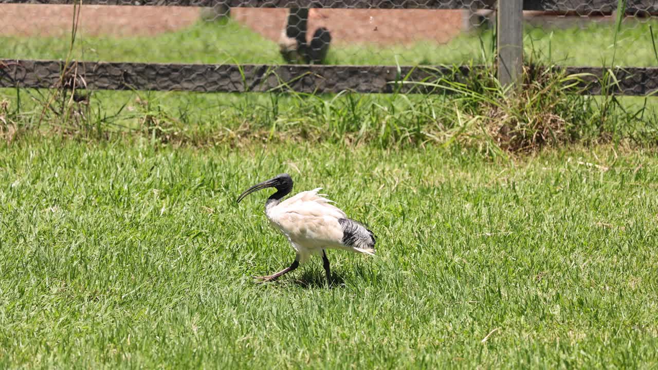 이비스 새가 잔디을 가로질러 산책합니다.