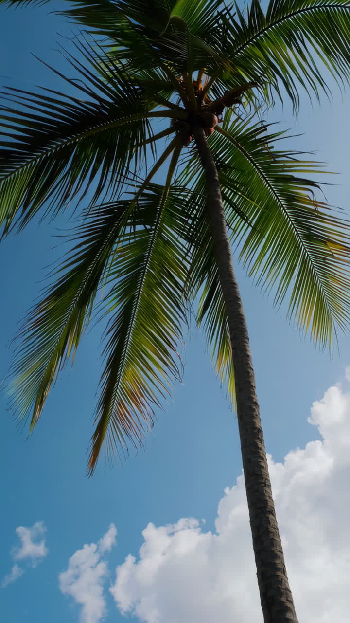 palmera contra un cielo azul