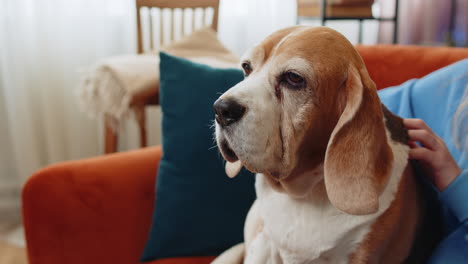 Nahaufnahme-Eines-Jungen-Mädchens-Im-Teenageralter,-Das-Einen-Süßen-Beagle-Hund-Streichelt,-Der-Auf-Der-Couch-Sitzt