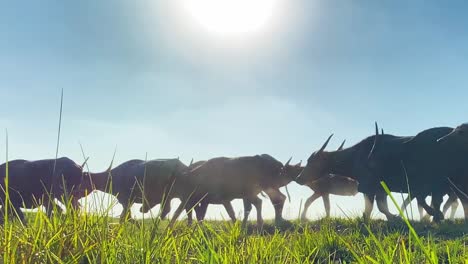 Manada-De-Búfalos-Pasando-Tierra-De-Hierba-Con-Sol-Duro-Del-Mediodía