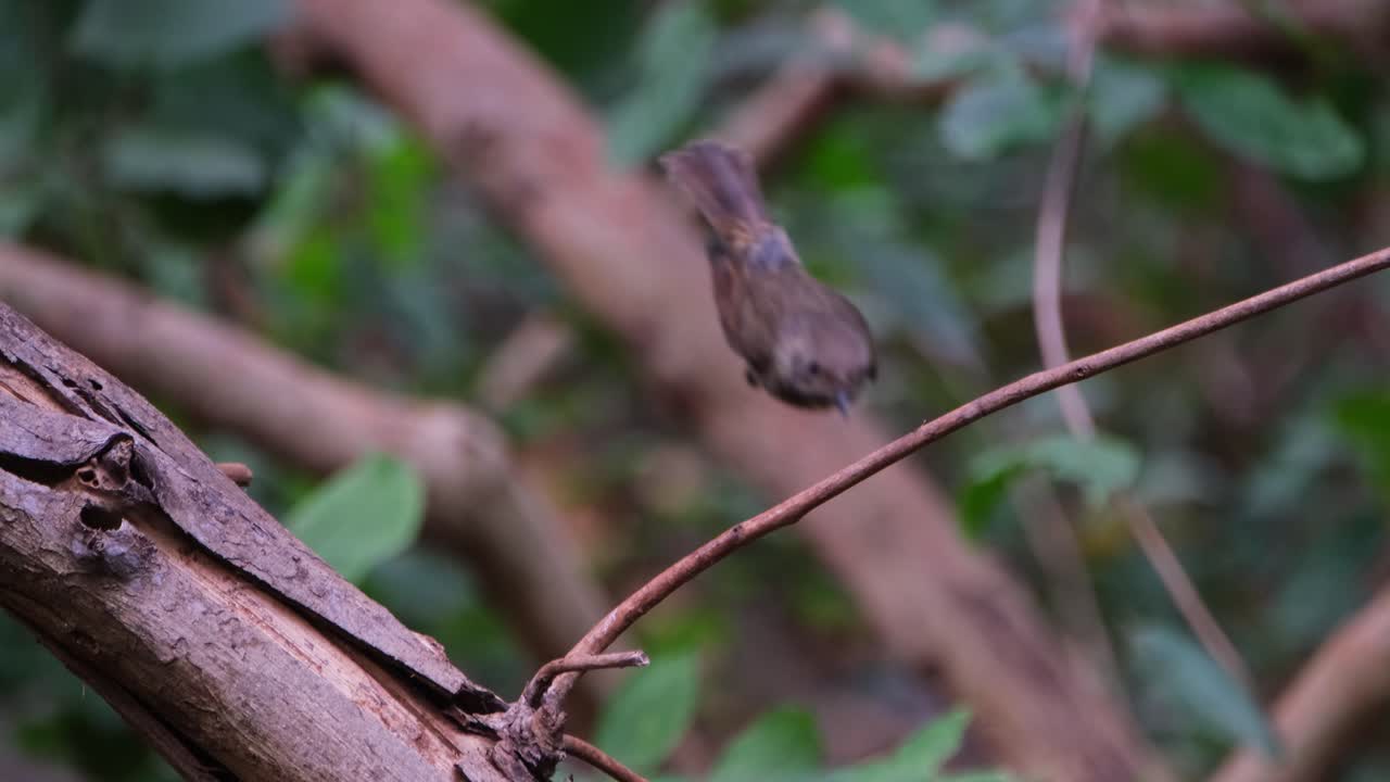 mirando hacia la derecha, caca, luego vuela hacia la cámara, trucho de roca de garganta blanca monticola gularis, tailandia
