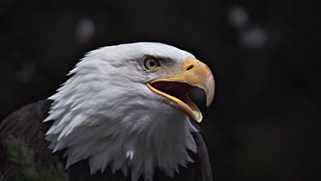 bald eagle close-up