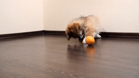 joven cachorro corgi jugando con la fruta de la naranja en el interior