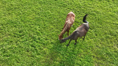 Close aerial view of two horses, one with a rich chestnut coat and another with a deep black coat, feeding in bright sunlight on fresh green grass