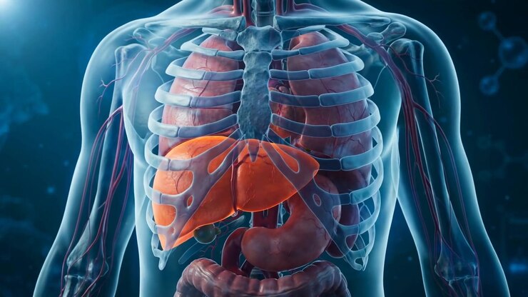 Transparent human torso showing ribcage, lungs, glowing orange liver, stomach and intestines in a medical three-dimensional render
