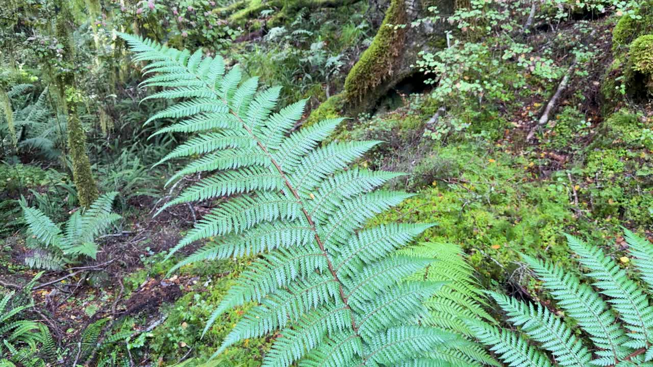Vibrant green ferns in a serene forest environment with soft natural lighting and minimal camera movement