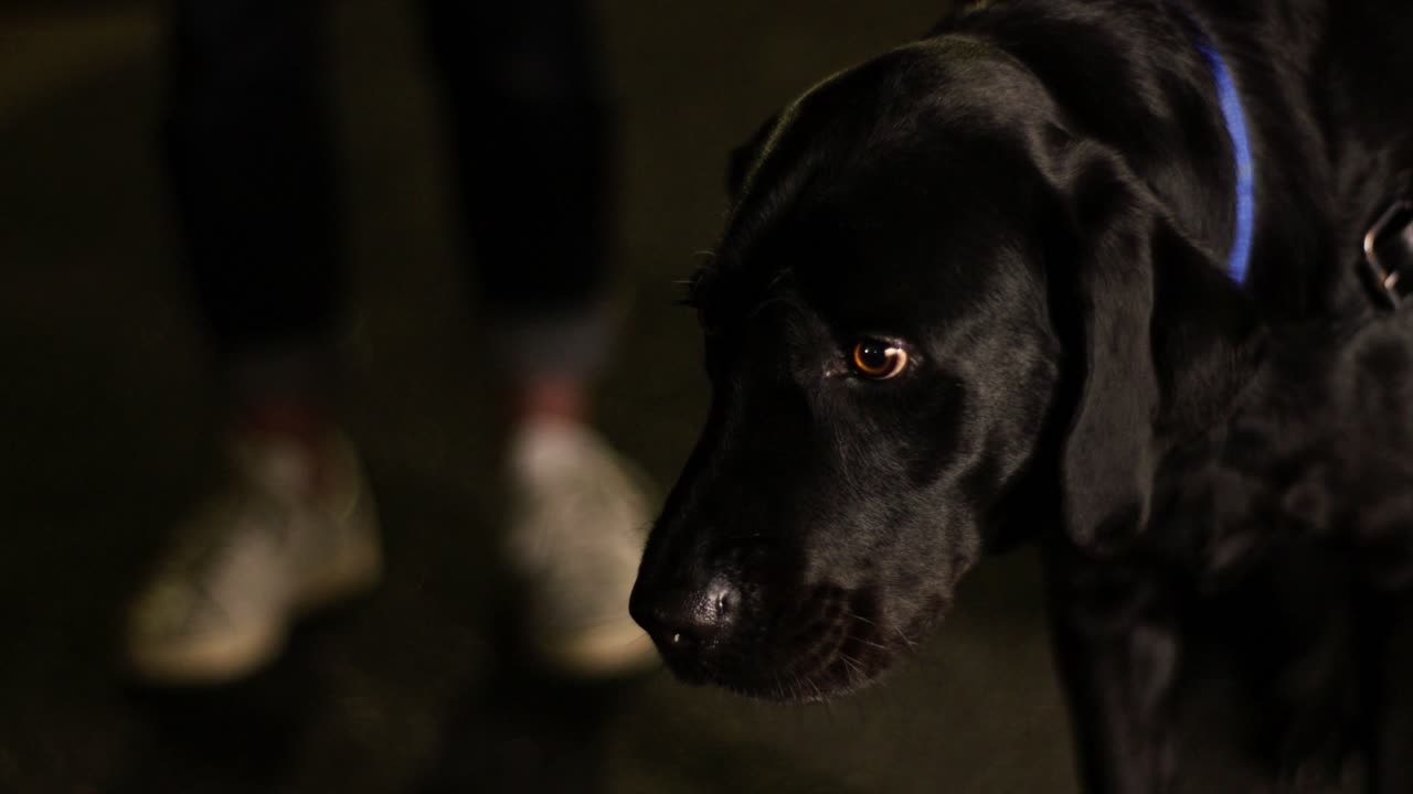 Um cão-guia parado em uma rua urbana pouco iluminada à noite, com a cabeça baixa e uma expressão contida. Momento emocionante destacando animais de serviço, lealdade e companheirismo. Close-up.