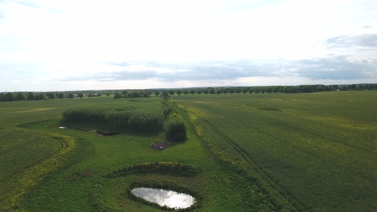 남쪽 스웨덴 skåne, österlen, 공중 앞으로 천천히 열린 풍경에 있는 작은 숲으로 뛰어드는 사슴 떼