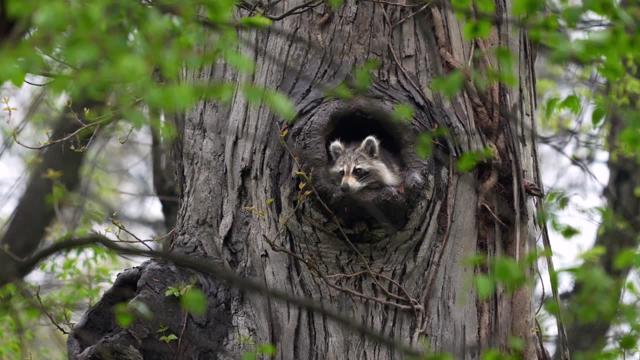 A raccoon sleeping in a hole in a big tree on a rainy morning