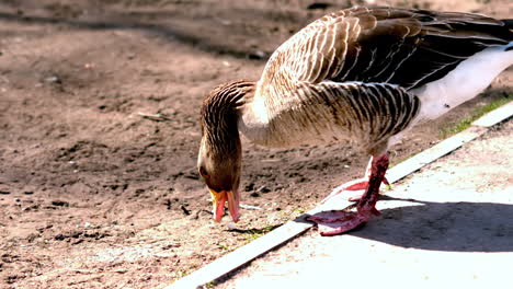 duck pecking something on soil