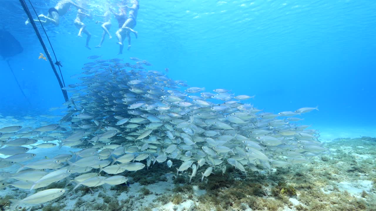쿠라카오 주변의 카리브 해의 산호초에서 먹이 공