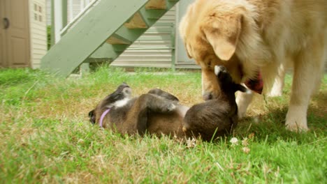 puppy lies on its belly in backyard while father examines