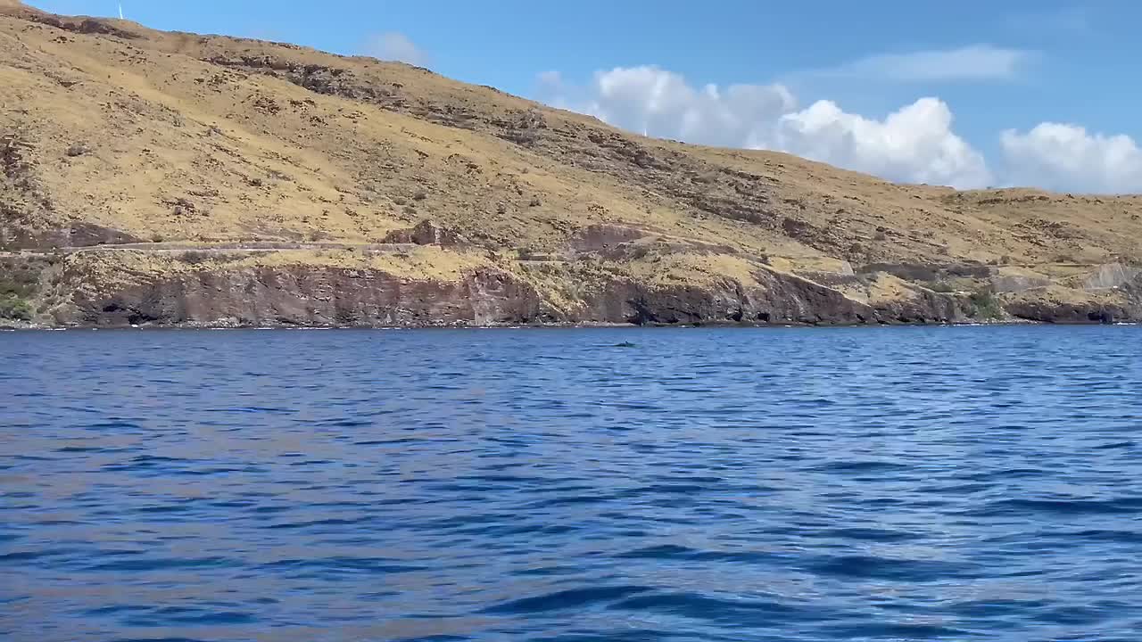 Baby humpback whale calf spouts water and then shows its fluke to a whale watching boat before diving down under with its mother in the marine sanctuary in Maui, Hawaii 