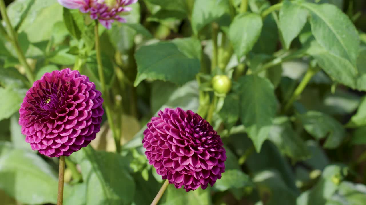 Camera slowly pans across vibrant purple pompon dahlias with lush green foliage in daylight