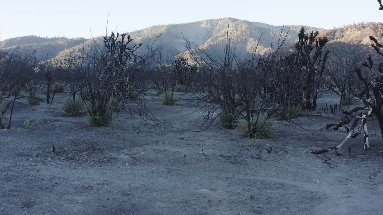 Aftermath of a Wildfire: Devastated Landscape and Mountain Scenery