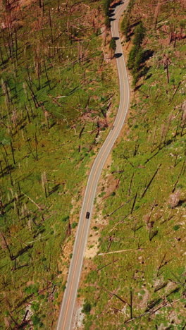 highway through the rocky landscape covered with bare trunks from pine trees. sunny day footage in yosemite national park, california, usa. aerial view. vertical video