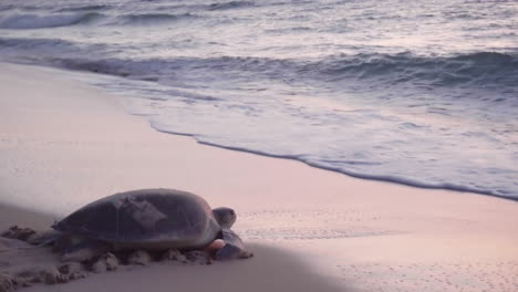 turtle going in ocean early morning beach of gulf of oman