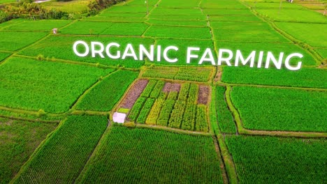 Agricultura-Orgánica-Que-Presenta-El-Crecimiento-De-Cultivos-En-Medio-Del-Campo-De-Arroz-Indonesia,-Bali-Texto-3d