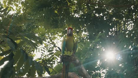 Close-up-shot-of-colorful-parrot-perched-on-branch-of-green-tree-and-flying-away