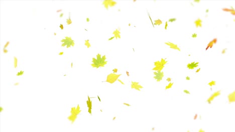 yellow leaves on white falling carelessly