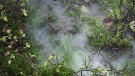 niebla y humo sobre el suelo en el bosque con musgo y plantas pequeñas