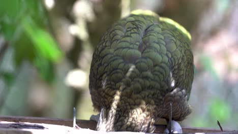 close up of a kea parrot feeding in new zealand