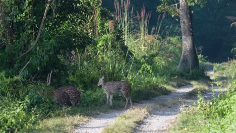 A-small-herd-of-spotted-deer-on-a-dirt-road-in-the-morning-sun-in-the-Chitwan-National-Park-in-Nepal