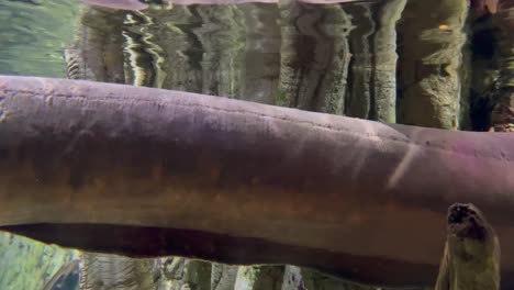 anguila eléctrica grande en un acuario