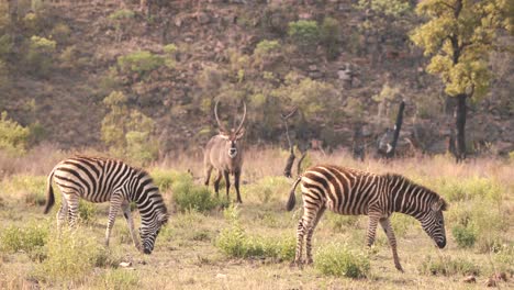 Wasserbockantilope,-Die-Zwischen-Zwei-Grasenden-Zebras-In-Der-Savanne-Steht