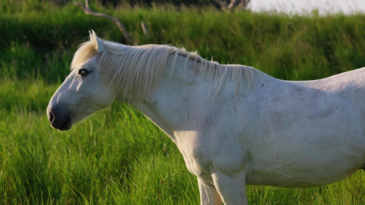белая лошадь неторопливо питается пышной зеленой травой, ее форма освещена теплым светом заходящего солнца