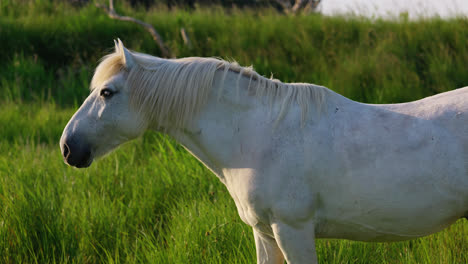 a white horse leisurely feeds on lush green grass, its form illuminated by the warm glow of the setting sun