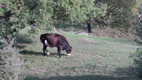 a cow grazes in a clearing on a nice and warm autumn's day