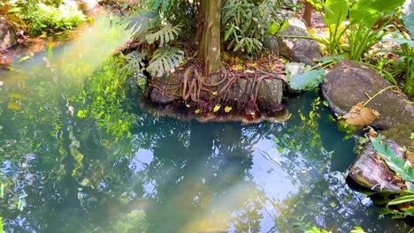 tranquil garden pond with lush vegetation