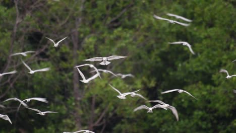 Seeschwalben-Sind-Seevögel,-Die-Auf-Der-Ganzen-Welt-Im-Meer,-In-Flüssen-Und-Anderen-Größeren-Gewässern-Zu-Finden-Sind