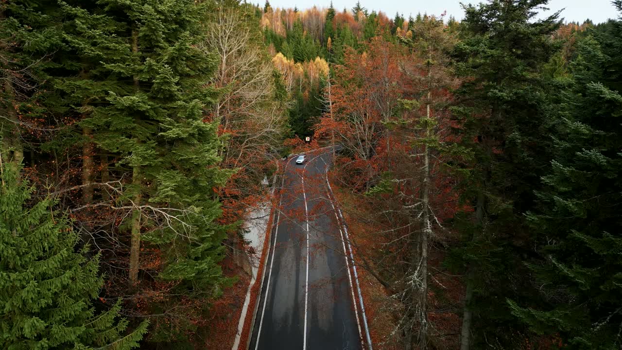 En bil krydser motorvejen i en efterårsskov i Rumænien. Luftfoto