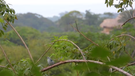 juvenille blue gray tanager sitting on exposed curved branch in forest