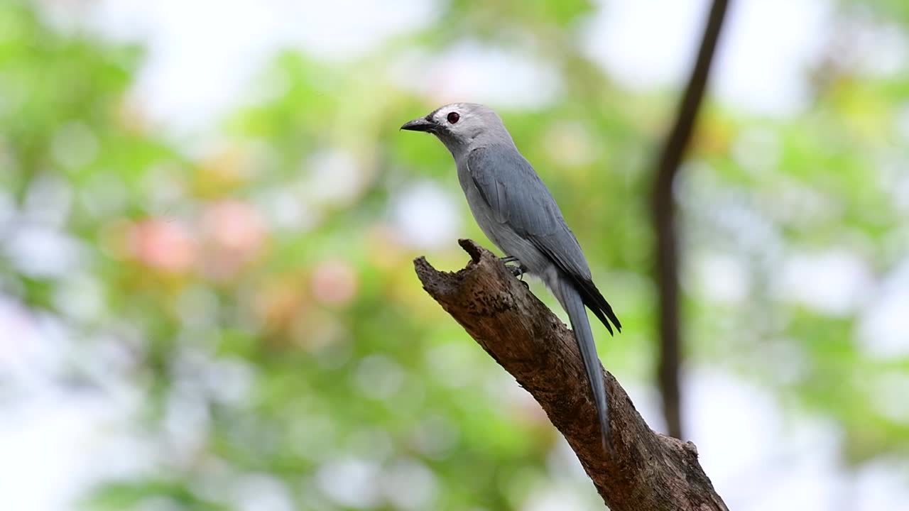 el drongo ceniciento es un migrante regular asustadizo a tailandia en el que le gusta posarse en lo alto de las ramas, que pueden estar lejos del alcance de humanos o animales, fácil de despegar y capturar insectos