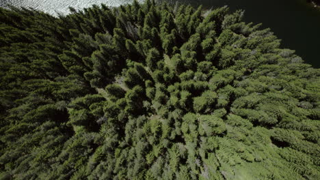 Fliegen-über-Einen-Kiefernwald,-Der-Zum-Ufer-Eines-Sees-Ist