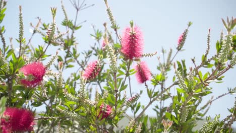 Flores-Rosadas-De-California