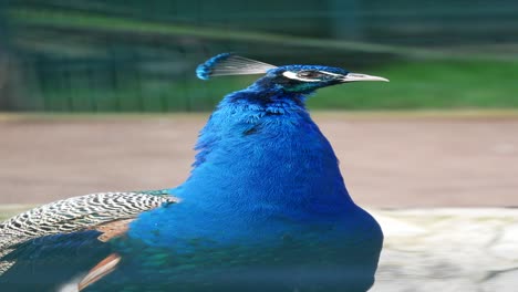 peacock portrait