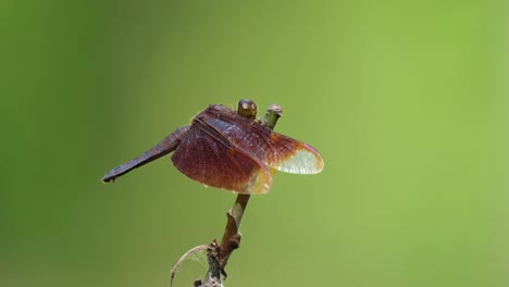 red grasshawk, neurothemis fluctuans