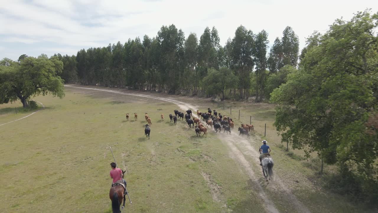 Group of cows running on a filed with a knight and a horse
