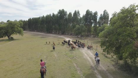 group of cows running on a filed with a knight and a horse