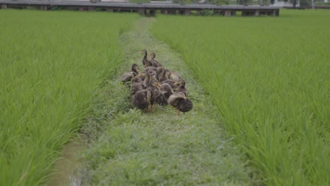 Una-Manada-De-Patitos-Limpiando-Sus-Plumas-En-Un-Camino-Entre-Campos-De-Arroz-En-China